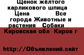 Щенок жёлтого карликового шпица  › Цена ­ 50 000 - Все города Животные и растения » Собаки   . Кировская обл.,Киров г.